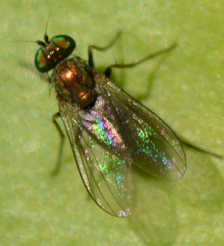 Chrysotus sp.